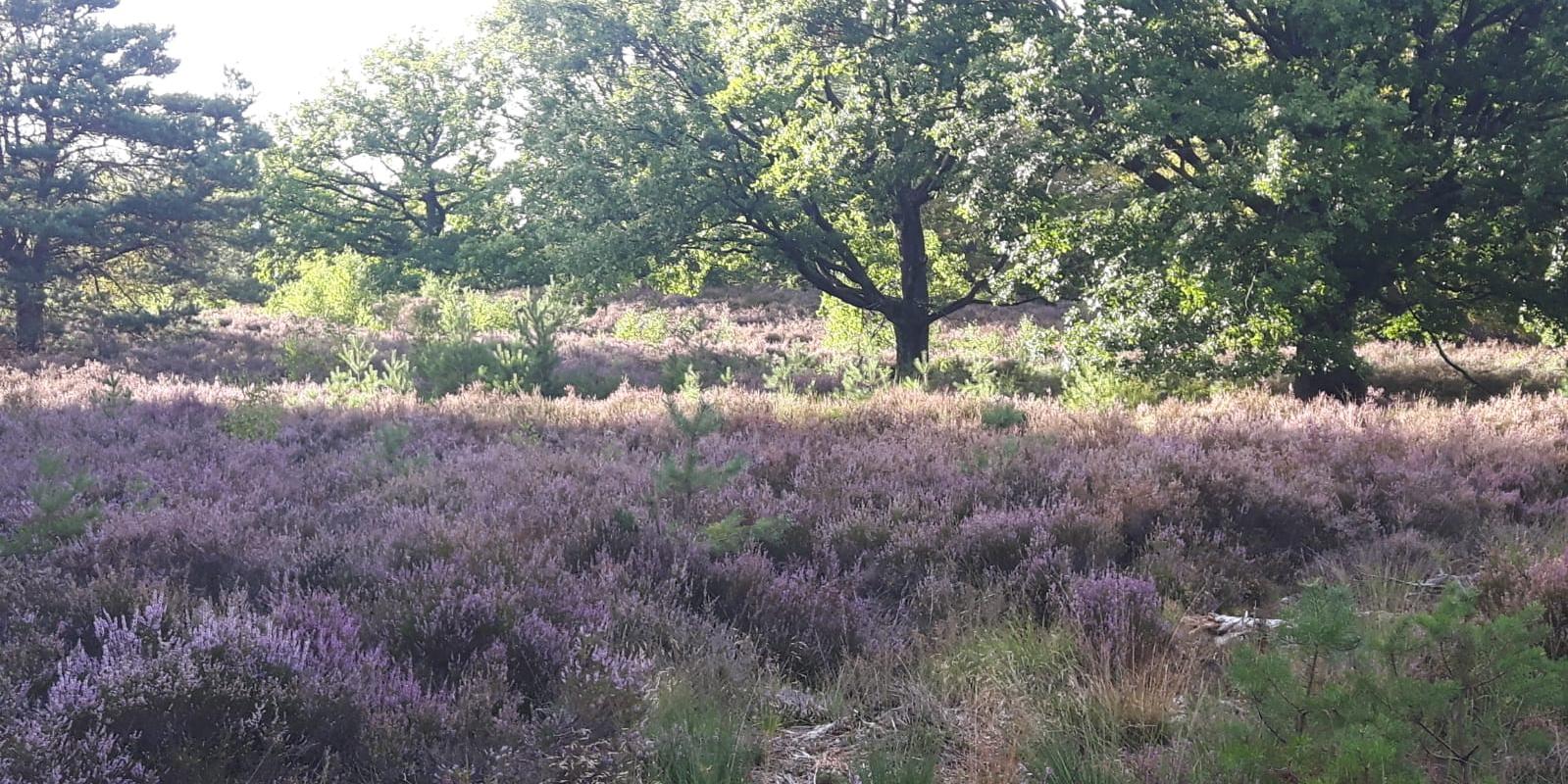 Mehlinger Heide